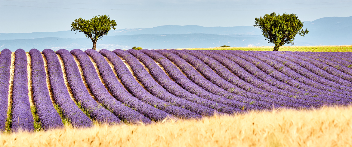 Perjalanan hijau ke Taman Alam Provence